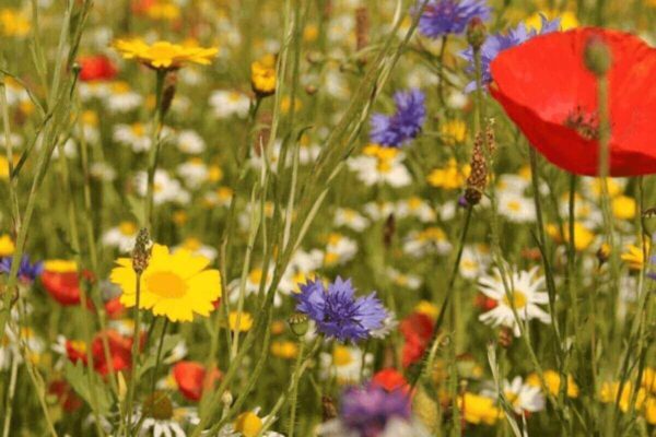 Bulk wildflower seeds, including a mix of different wildflower varieties. Wildflower seeds are perfect for creating a low-maintenance and beautiful garden or outdoor space. They are also a great way to attract pollinators and other beneficial insects.