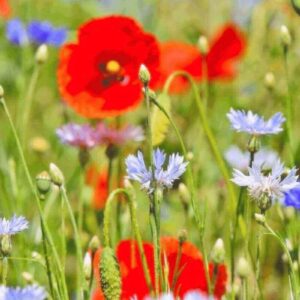 wildflower-seeds-new-wildflower-seeds 100g Pure Flower Mix