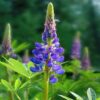 Easy to grow Lupine