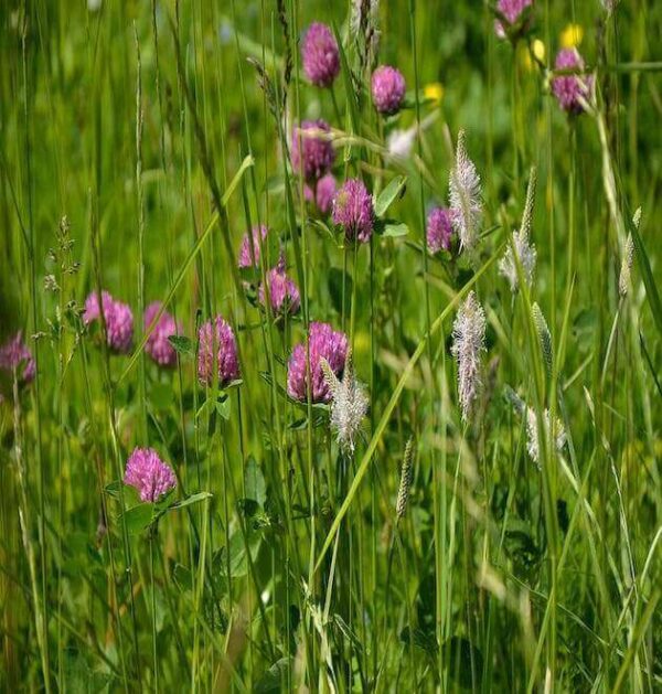1kg Red Clover Seed Mix Grass: Clover Lawn Seed