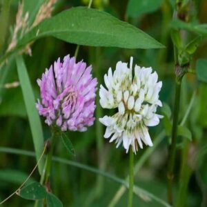 Mix White Red Clover Seeds