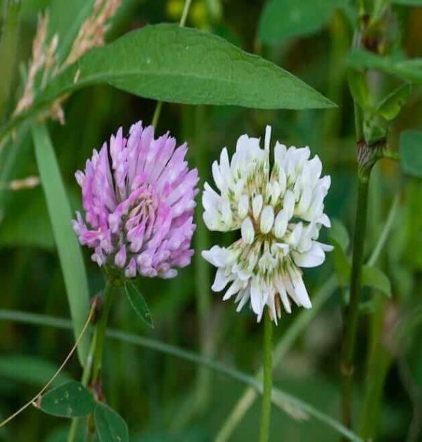 Mix White Red Clover Seeds