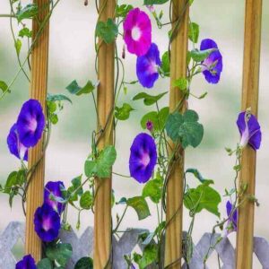 Morning glory mix seeds