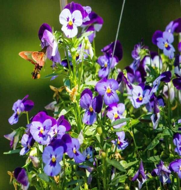Morning glory with butterflies