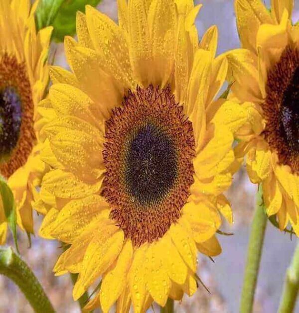 Organic Dwarf Sunflower Seeds