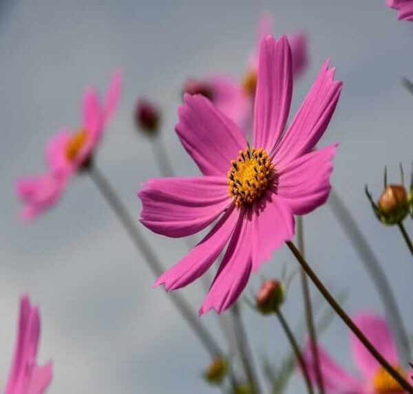 Pink Cosmos Seeds