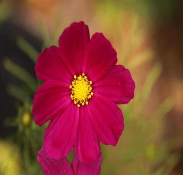 Red Cosmos Flower Seeds - Cosmos Bipinnatus Seeds - Dazzler