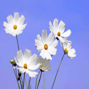 cosmos psyche white seeds