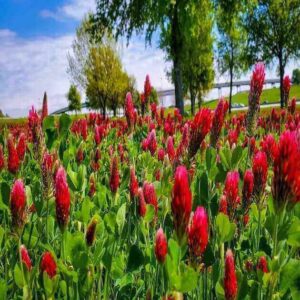 Crimson red clover seeds, a beautiful and beneficial plant that is perfect for attracting bees and butterflies to your garden.