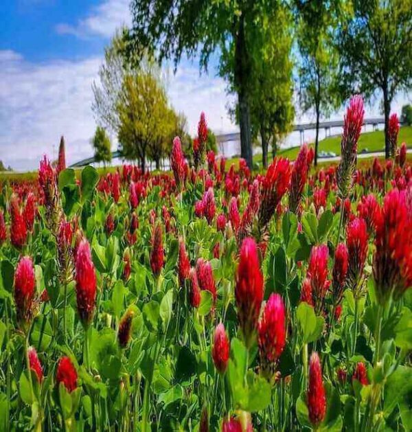 Crimson red clover seeds, a beautiful and beneficial plant that is perfect for attracting bees and butterflies to your garden.