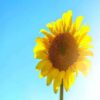 pollinator-friendly sunflower seeds