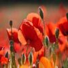 poppies-corn poppy seed
