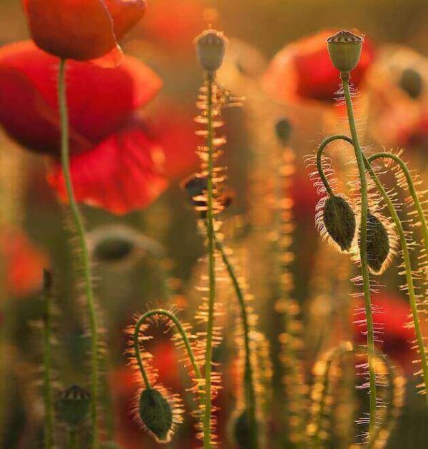 red corn poppies