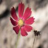 red cosmos flower seeds