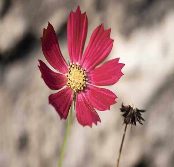 red cosmos flower seeds