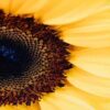 sunflower seeds for farm gardens