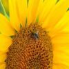 sunflower seeds for school gardens