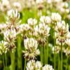 white-clover-Clay-tolerant plants