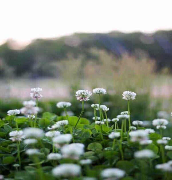 white clover for lawns