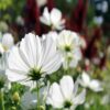 white cosmos flower seeds