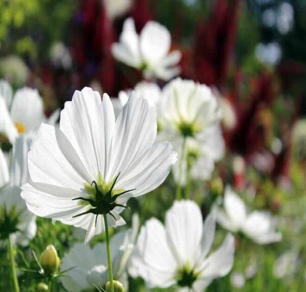 white cosmos flower seeds