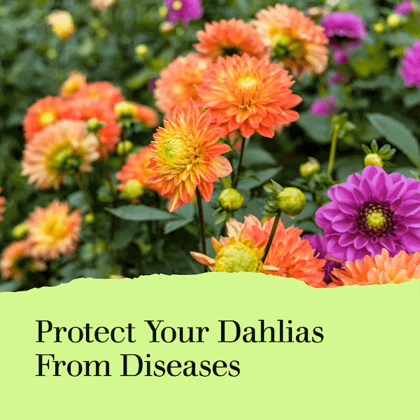 Common Dahlia Diseases