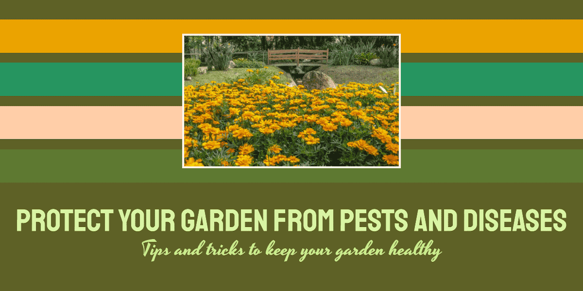 Garden Pests & Diseases