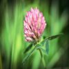 Trifolium resupinatum-clover - Persian Clover Seeds