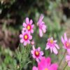 are cosmos easy to grow from seed