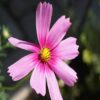 how to plant cosmos pinkie seeds