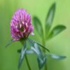 meadow-persian clover benefits