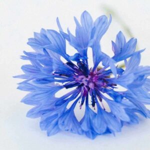 Cornflower blue seeds for sale