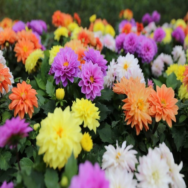 Dahlia Seeds : Zinnia LILIPUT MIX: The Ultimate Color Splash for Garden