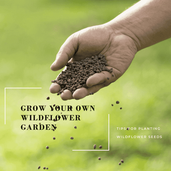 How To Grow Wildflower seeds