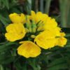 Oenothera biennis seed for sale
