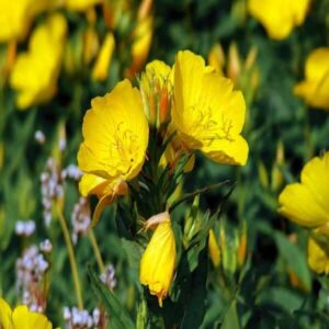 Oenothera biennis seed uses