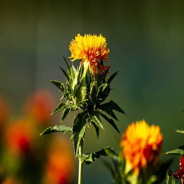 Safflower Flowers