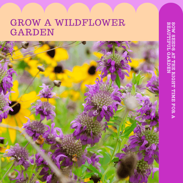 When to sow wildflower seeds