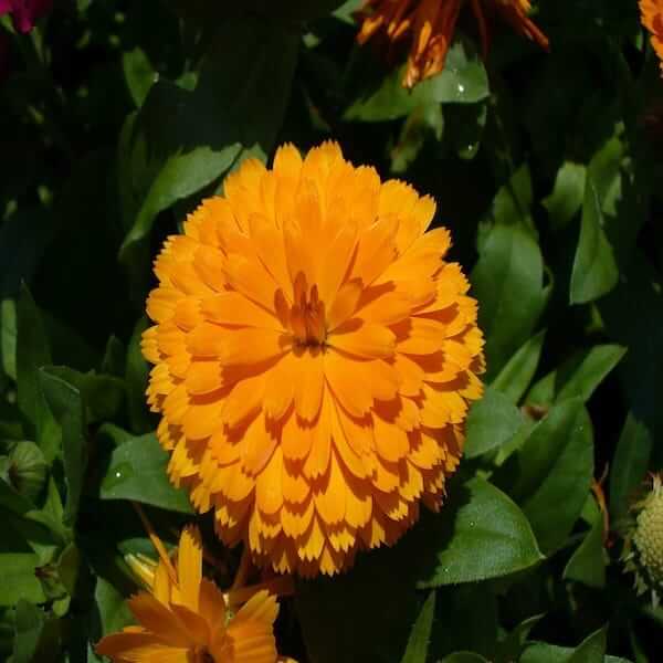 calendula marigold