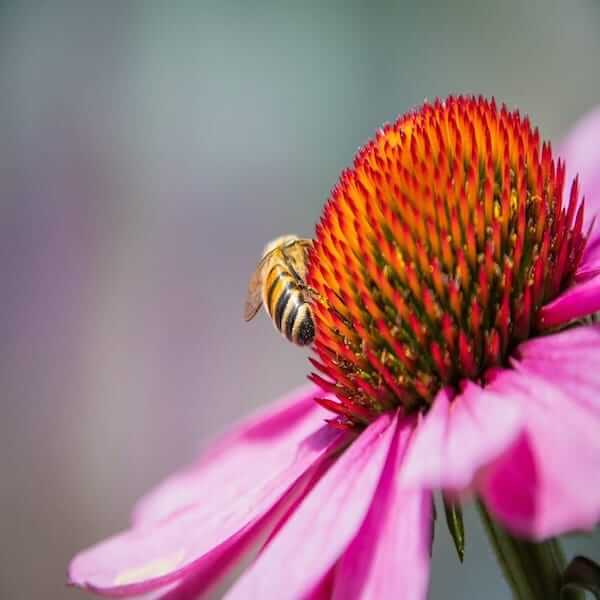 honey-bee-pink cornflower