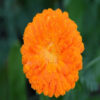 marigold calendula