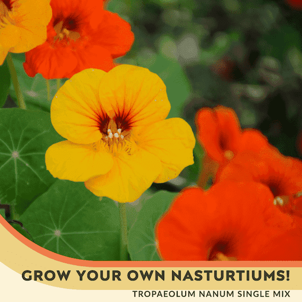nasturtium plants