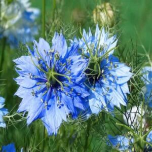 Nigella Sativa Love-in-a-mist Black Premium Cumin Herb Seeds