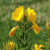 when to plant evening primrose seeds