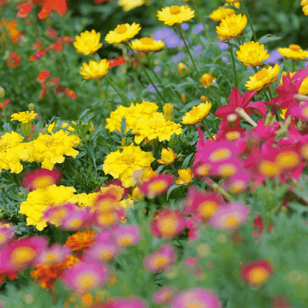 Bee friendly wildflower seeds: Bee friendly wildflower seeds for a sustainable and beautiful garden.