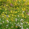 Bulk wildflower seed packets: A large bag of wildflower seeds, perfect for planting a large area. A variety of wildflower seed packets, bundled together for convenience. Wildflower seeds in bulk, ready to be planted.