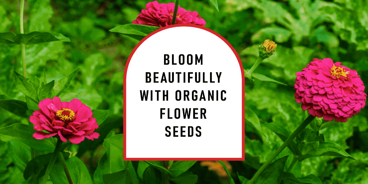 Organic Flower Seeds UK