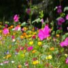 Wildflowers growing in shade, including Lance-Leaved Coreopsis, Monkeyflower, Purple Coneflower, Rocket Larkspur, Shasta Daisy, Spurred Snapdragon, Sweet William Pinks, and Tussock Bellflower. Part Shade Flower Seeds