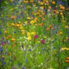 Pollinator Seed Mix Packets: Attract Bees, Butterflies, and Other Pollinators to Your Backyard