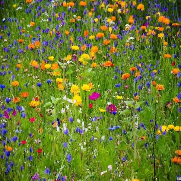 Pollinator Seed Mix Packets: Attract Bees, Butterflies, and Other Pollinators to Your Backyard